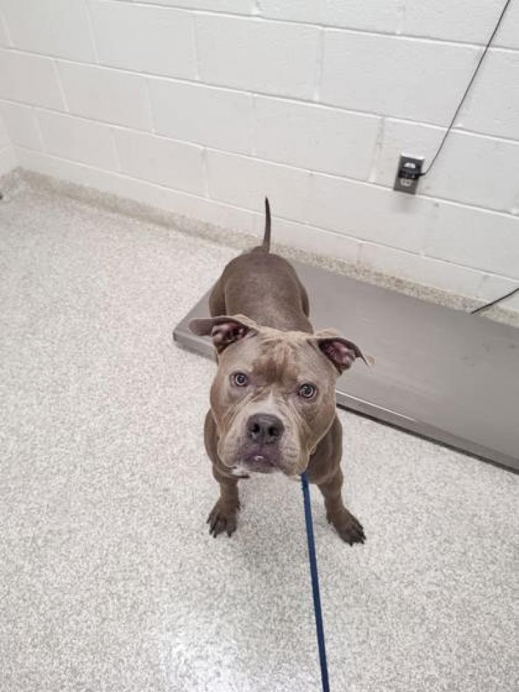 Shelter Stray Male Dog last seen Near Harford ave, 21213, MD, Baltimore, MD 21230