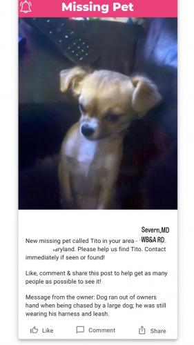 Lost Male Dog last seen Stags Leap Ct Severn Md, Severn, MD 21144