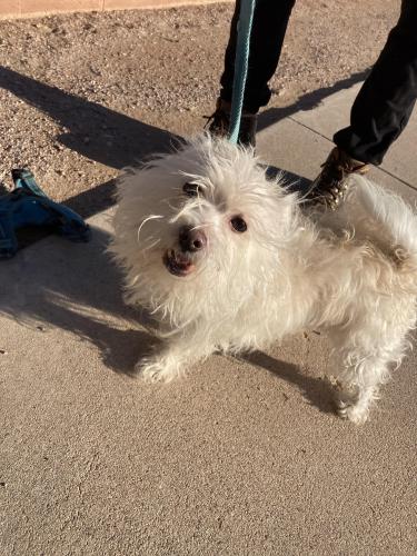 Found/Stray Male Dog last seen E Golf Links Rd and Hearthstone Drive, Tucson, AZ 85730