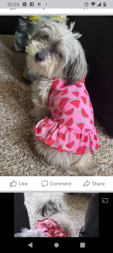 Lost Female Dog last seen Near and Wolcott , Chicago, IL 60636