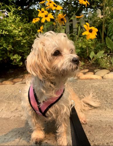 Lost Female Dog last seen Tanglewood Dr & S. Capitol Ave, San Jose, CA 95127