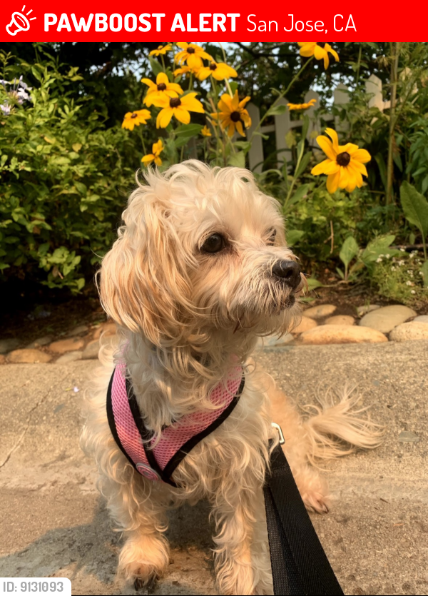 Lost Female Dog last seen Tanglewood Dr & S. Capitol Ave, San Jose, CA 95127