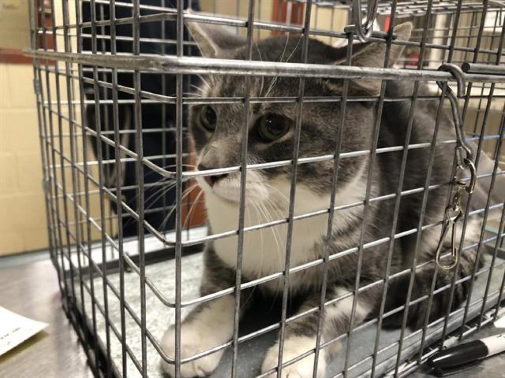 Shelter Stray Male Cat last seen Near BLOCK N 42ND ST, West Milwaukee, WI 53215