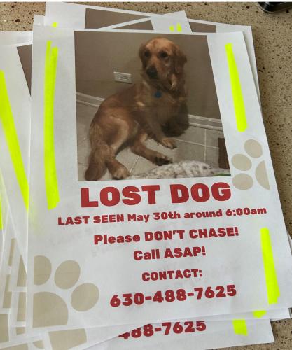 Lost Female Dog last seen North Mill Creek neighborhood, Geneva, IL 60134