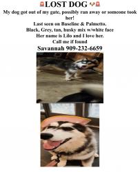 Reunited Female Dog last seen Unsure, Fontana, CA 92335