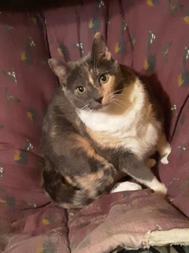 Lost Female Cat last seen Gothland Ave, Overland, Overland, MO 63114