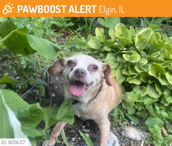 Found/Stray Male Dog last seen Wing park , Elgin, IL 60123