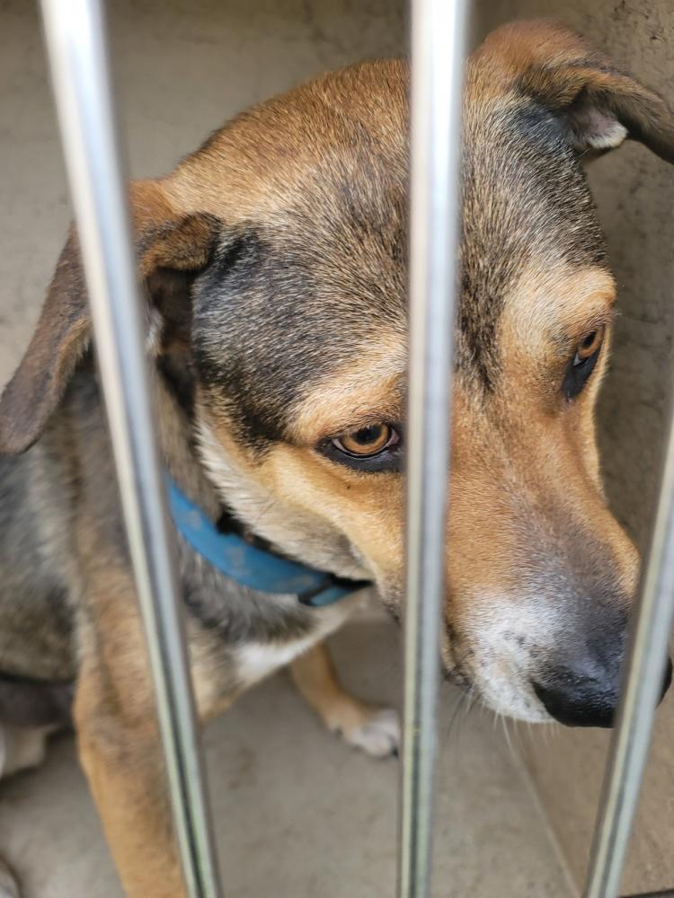 Shelter Stray Male Dog last seen Near N University Avenue, LAFAYETTE, LA, 70506, Lafayette, LA 70507