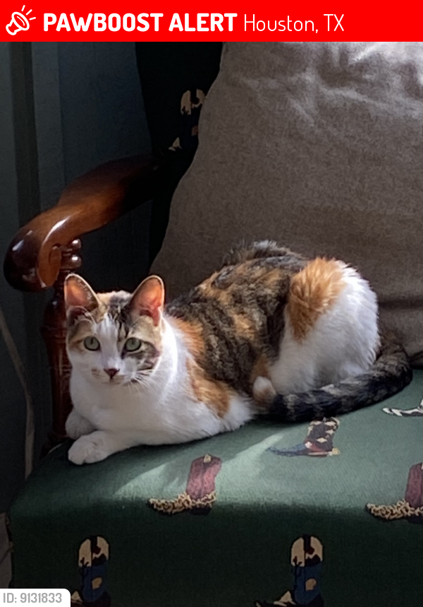 Lost Female Cat last seen Between Mauna Lau, Philippine, Windfern and Gessner , Houston, TX 77040