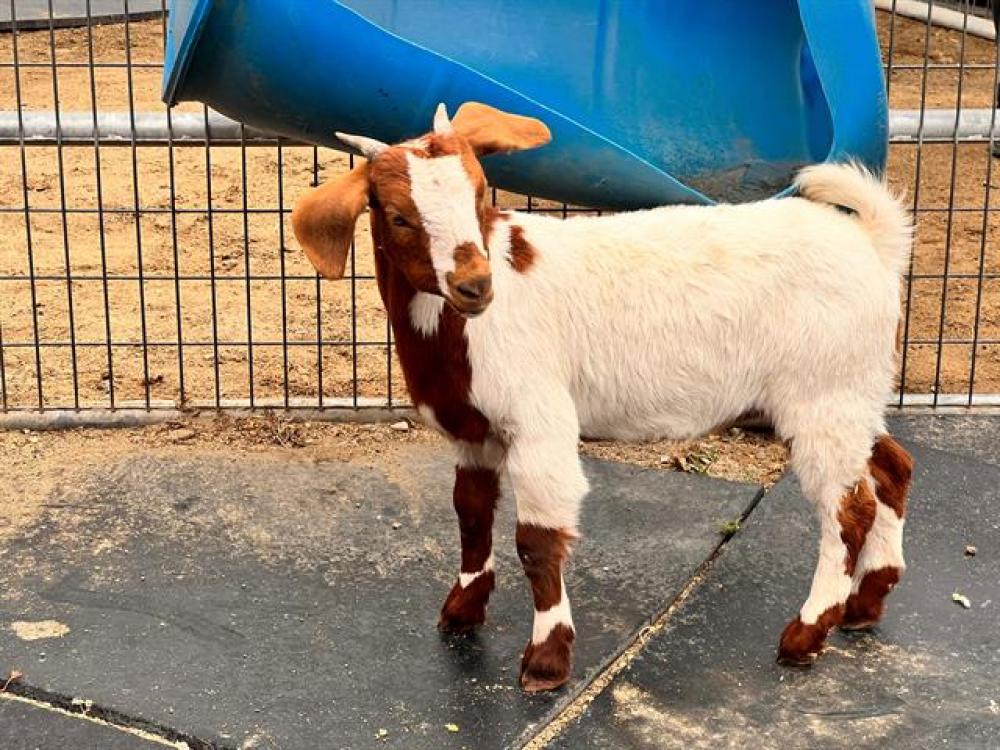 Shelter Stray Unknown Livestock last seen , Irwindale, CA 91706