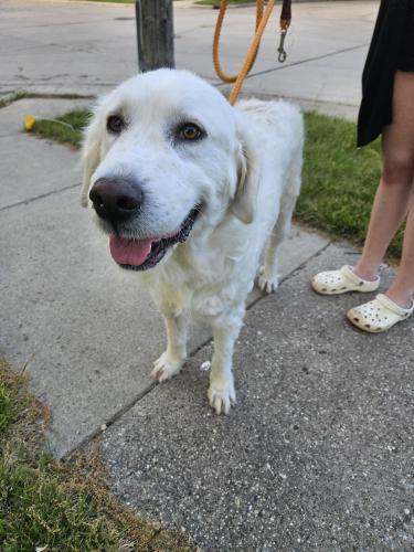 Found/Stray Female Dog last seen 18th ave 26th street, Kenosha, WI 53140