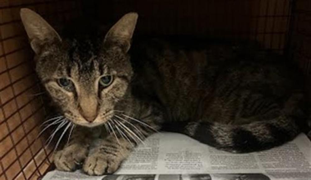 Shelter Stray Male Cat last seen Near BLOCK EAST HIGHWAY 290, Austin, TX 78702
