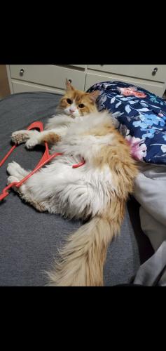 Lost Male Cat last seen Near and Ringwood road mchenry il, McHenry, IL 60050