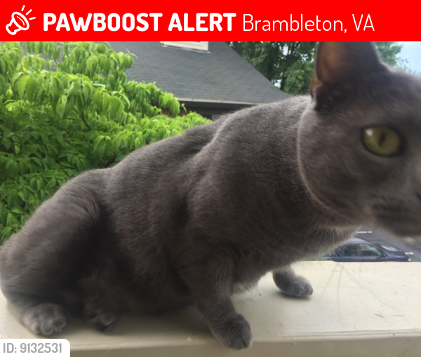Lost Female Cat last seen New construction near Brooksbank Square. May have traveled back to last  before the move to new hse: Bellemeade apmts in Leesburg., Brambleton, VA 20148