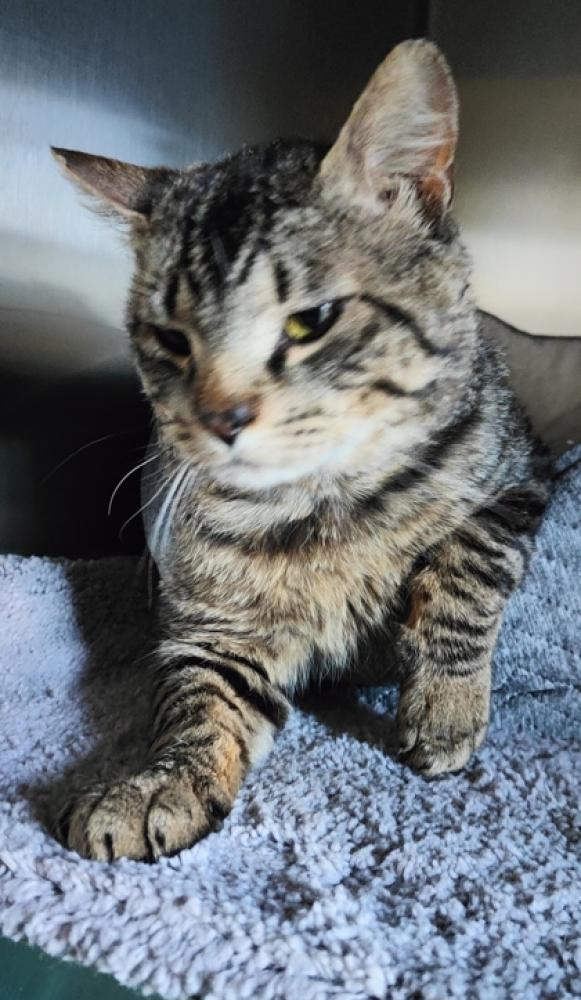 Shelter Stray Male Cat last seen Skagit County, WA , Burlington, WA 98233