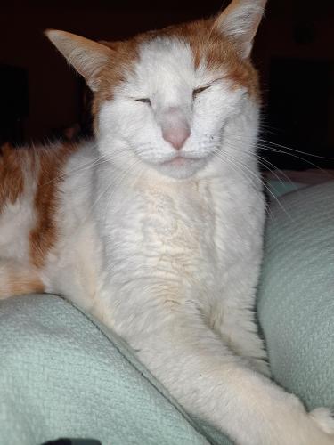 Lost Male Cat last seen Glenmoor Place and Newberry Dr area, Winder, GA 30680