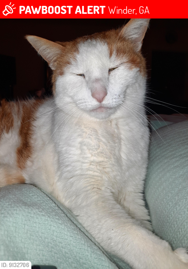 Lost Male Cat last seen Glenmoor Place and Newberry Dr area, Winder, GA 30680