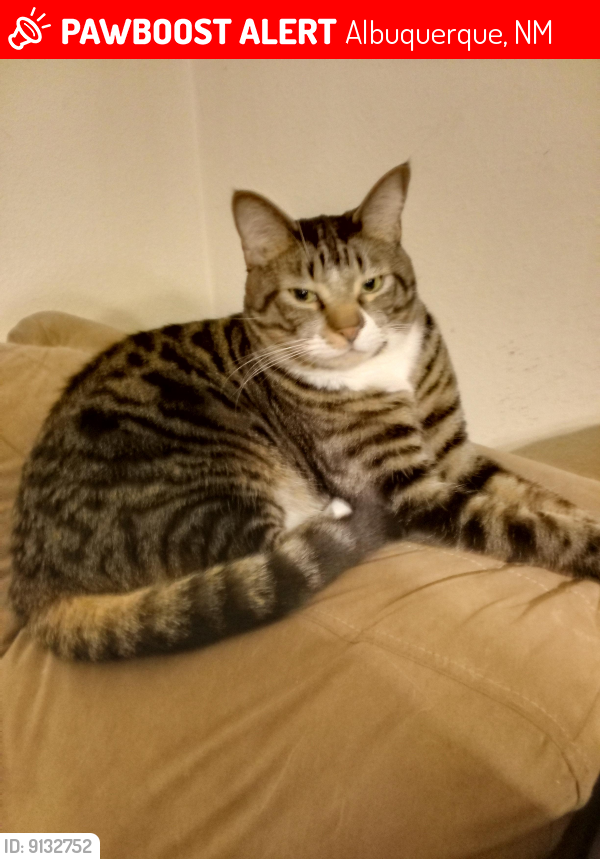 Lost Male Cat last seen Near Academy RD NW, Albuquerque, NM 87114