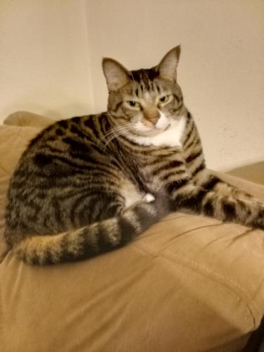 Lost Male Cat last seen Near Academy RD NW, Albuquerque, NM 87114