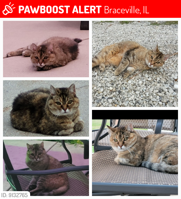 Lost Female Cat last seen E Braceville Road near S Broadway , Braceville, IL 60407