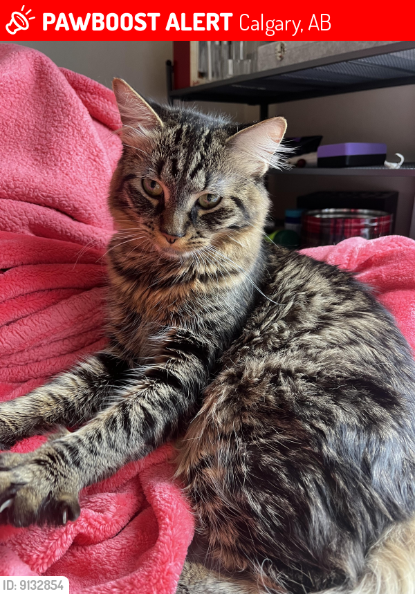 Lost Male Cat last seen Forest Heights, Calgary, AB 