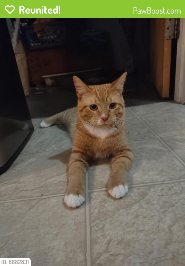 Reunited Male Cat last seen Curve Crest BLVD W. and Orleans St. W. , Stillwater, MN 55082