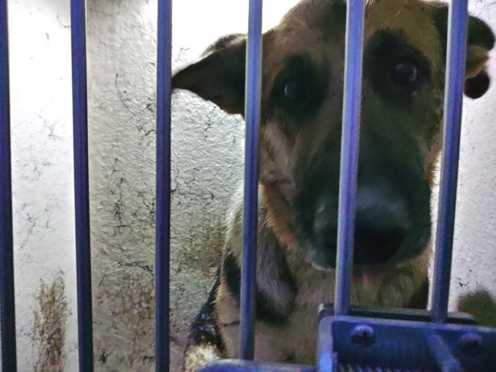 Shelter Stray Female Dog last seen Apt LOT 8,409 Petite Road, MAURICE, LA, 70555, Lafayette, LA 70507