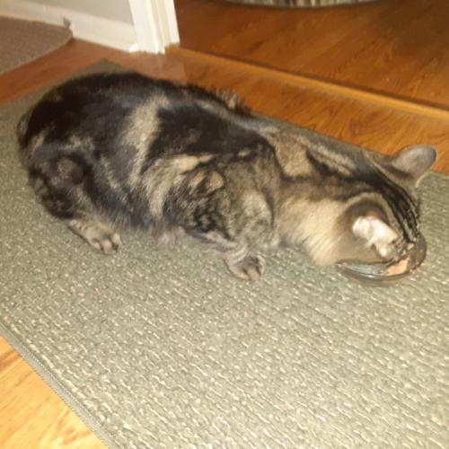 Found/Stray Male Cat last seen Parkside Circle and Park Boulevard, Streamwood, IL 60107