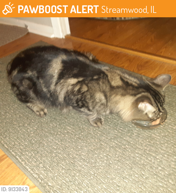 Found/Stray Male Cat last seen Parkside Circle and Park Boulevard, Streamwood, IL 60107
