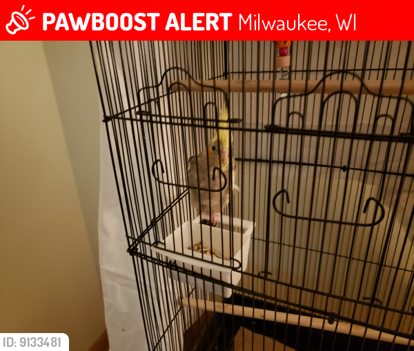 Lost Male Bird last seen Near w whitaker, Milwaukee, WI 53221