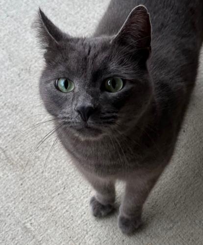 Found/Stray Male Cat last seen Prestwick Country Club, Avon, IN 46123
