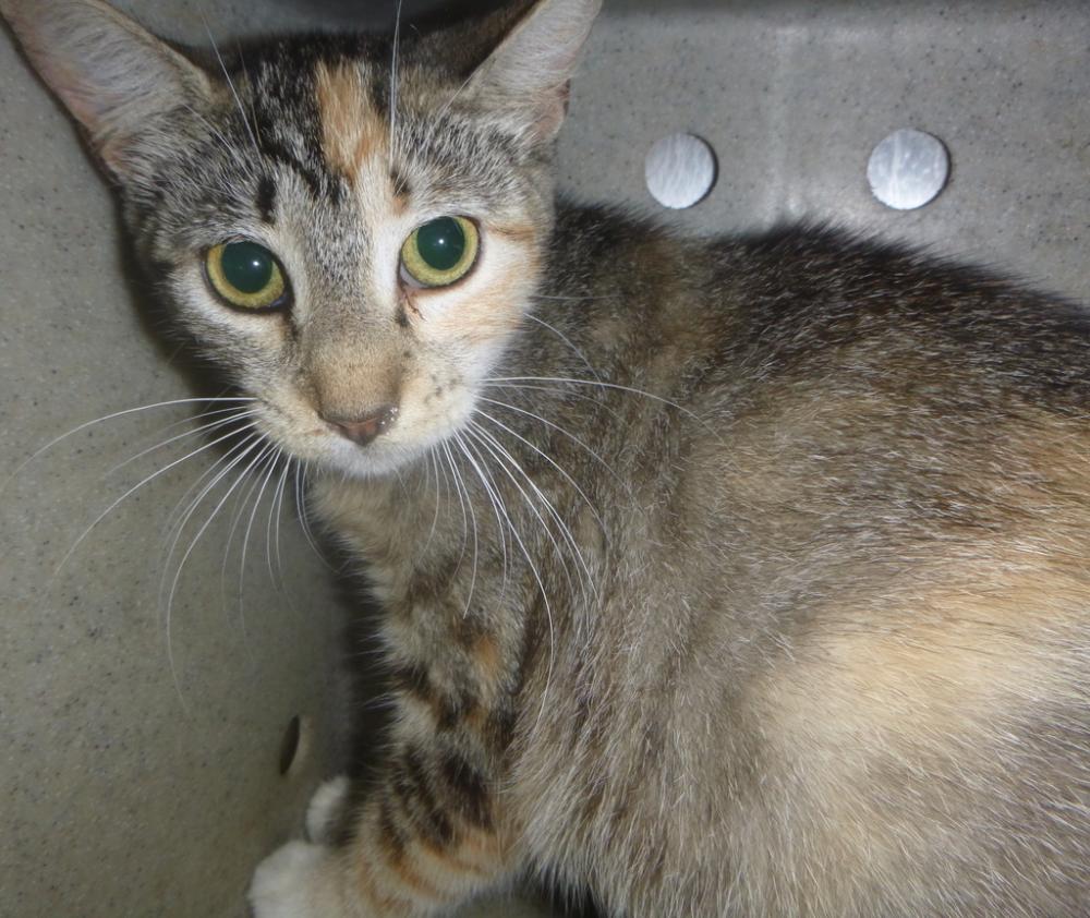 Shelter Stray Female Cat last seen Near Louveteau Road, CARENCRO, LA, 70520, Lafayette, LA 70507
