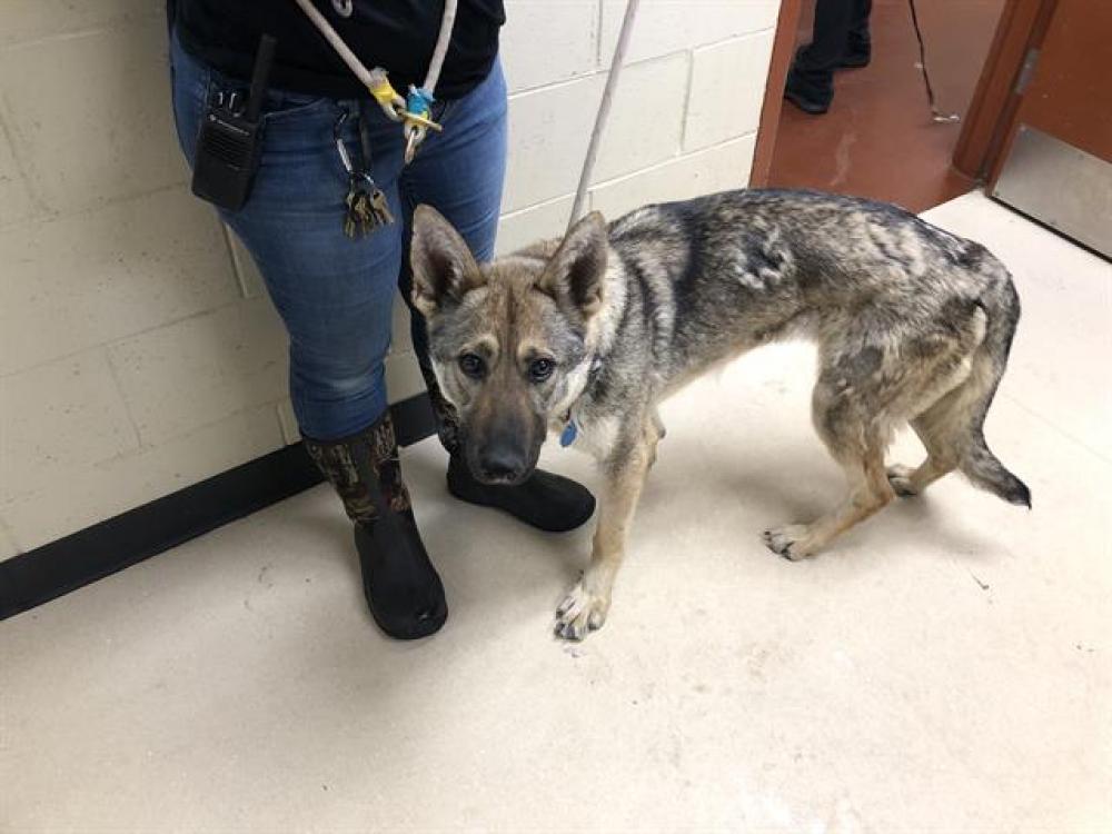 Shelter Stray Unknown Dog last seen 13TH LINCOLN, West Milwaukee, WI 53215