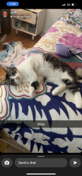 Lost Male Cat last seen Interlaken rd near lake Fairview, Orlando, FL 32804