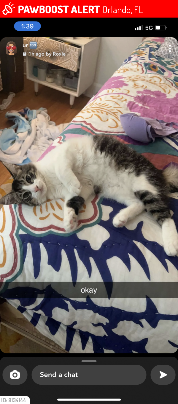 Lost Male Cat last seen Interlaken rd near lake Fairview, Orlando, FL 32804