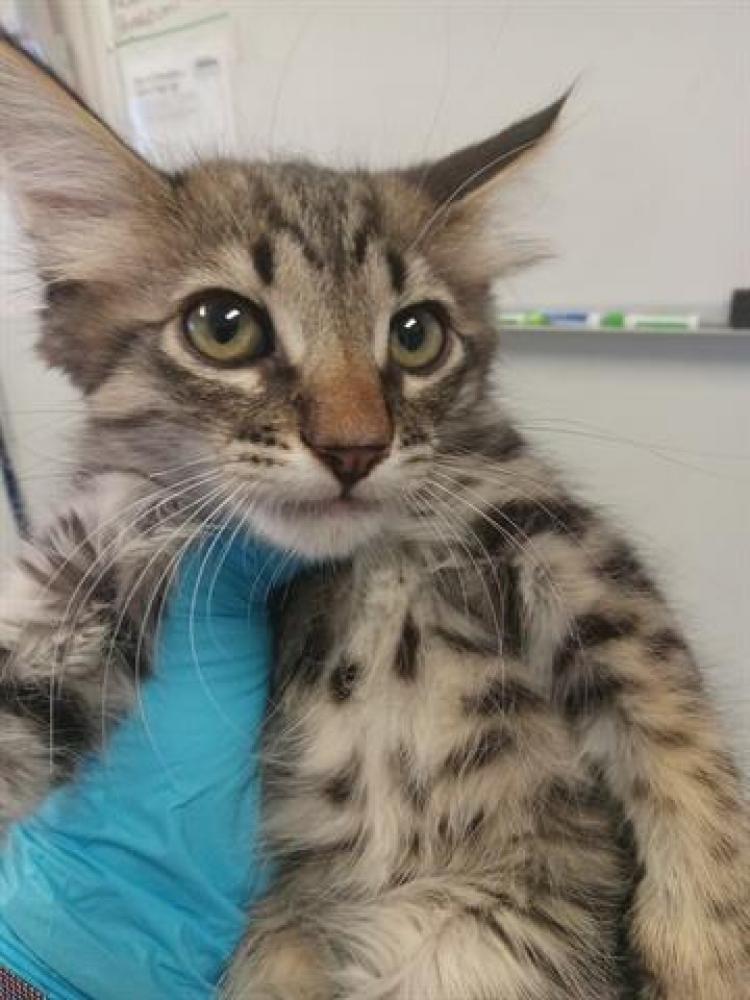 Shelter Stray Male Cat last seen PETSMART/MING, BAKERSFIELD, Bakersfield, CA 93307