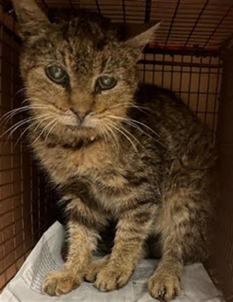 Shelter Stray Unknown Cat last seen Near BLOCK ED BLUESTEIN BLVD 819, Austin, TX 78702