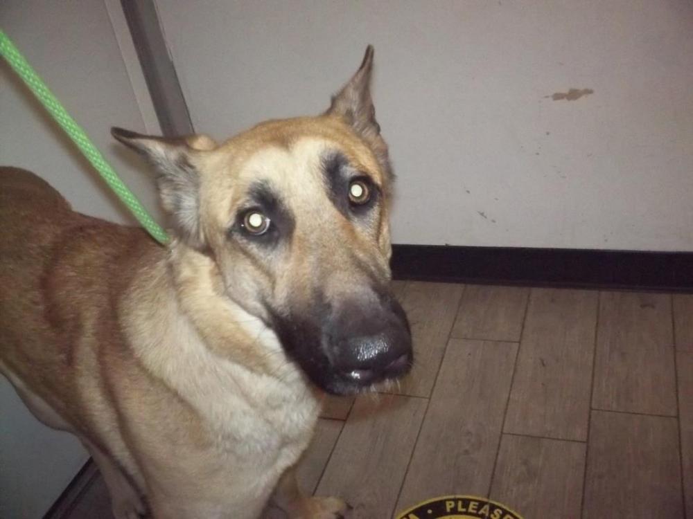 Shelter Stray Female Dog last seen PIUTE MOUNTAIN RD WELDON CA 93283, Lake Isabella, CA 93240