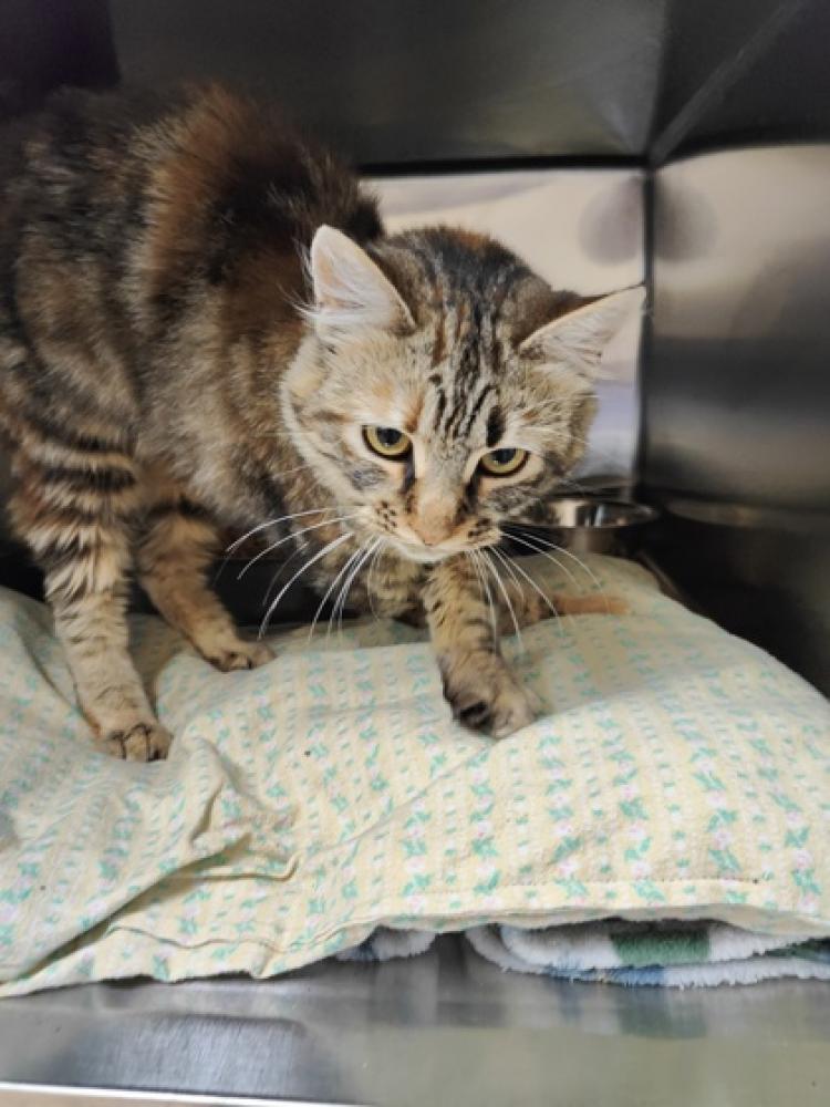 Shelter Stray Female Cat last seen Near Minkler Rd S-W 98284, Skagit County, WA, Burlington, WA 98233