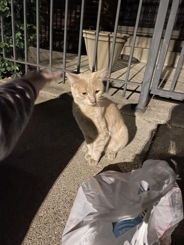 Found/Stray Male Cat last seen Near and Indiana, Chicago, IL 60616