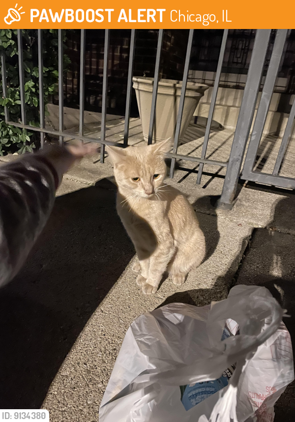 Found/Stray Male Cat last seen Near and Indiana, Chicago, IL 60616