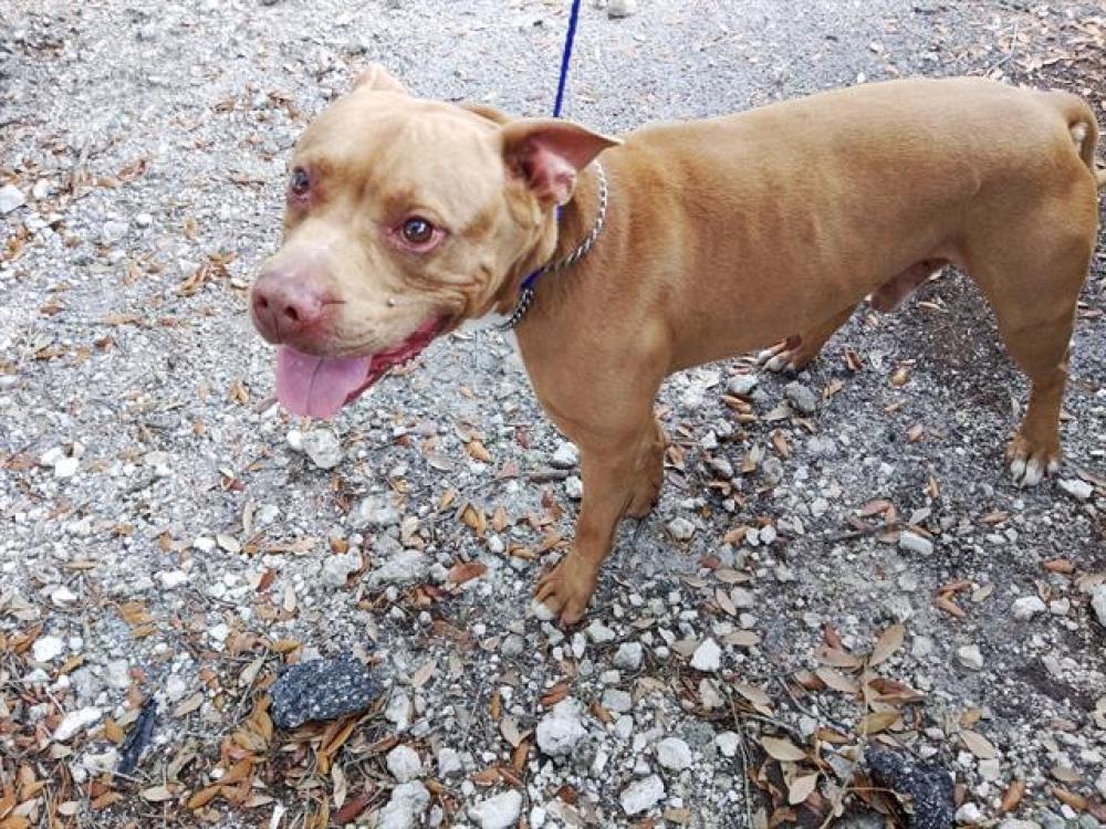 Shelter Stray Male Dog last seen Near BLOCK JOHNSON ST, PEMBROKE PINES FL 33024, Davie, FL 33312