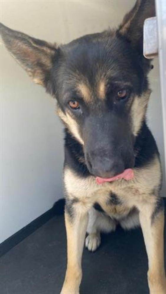 Shelter Stray Male Dog last seen Near BLOCK 16TH ST, BAKERSFIELD, CA, Bakersfield, CA 93307