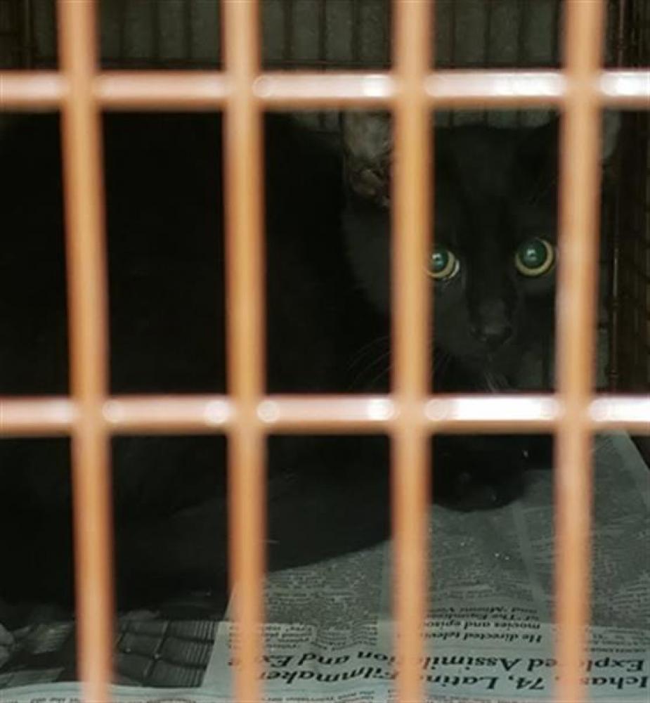 Shelter Stray Male Cat last seen Near BLOCK THOMPSON STREET AND GOVALLE AVENUE, Austin, TX 78702
