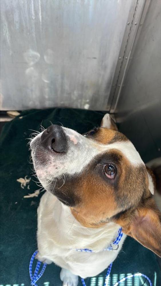 Shelter Stray Male Dog last seen Near BLOCK BURNET RD, Austin, TX 78702