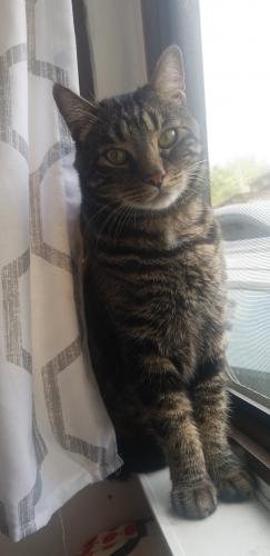 Lost Male Cat last seen E Foothill Blvd and Shamrock, Monrovia, CA 91016