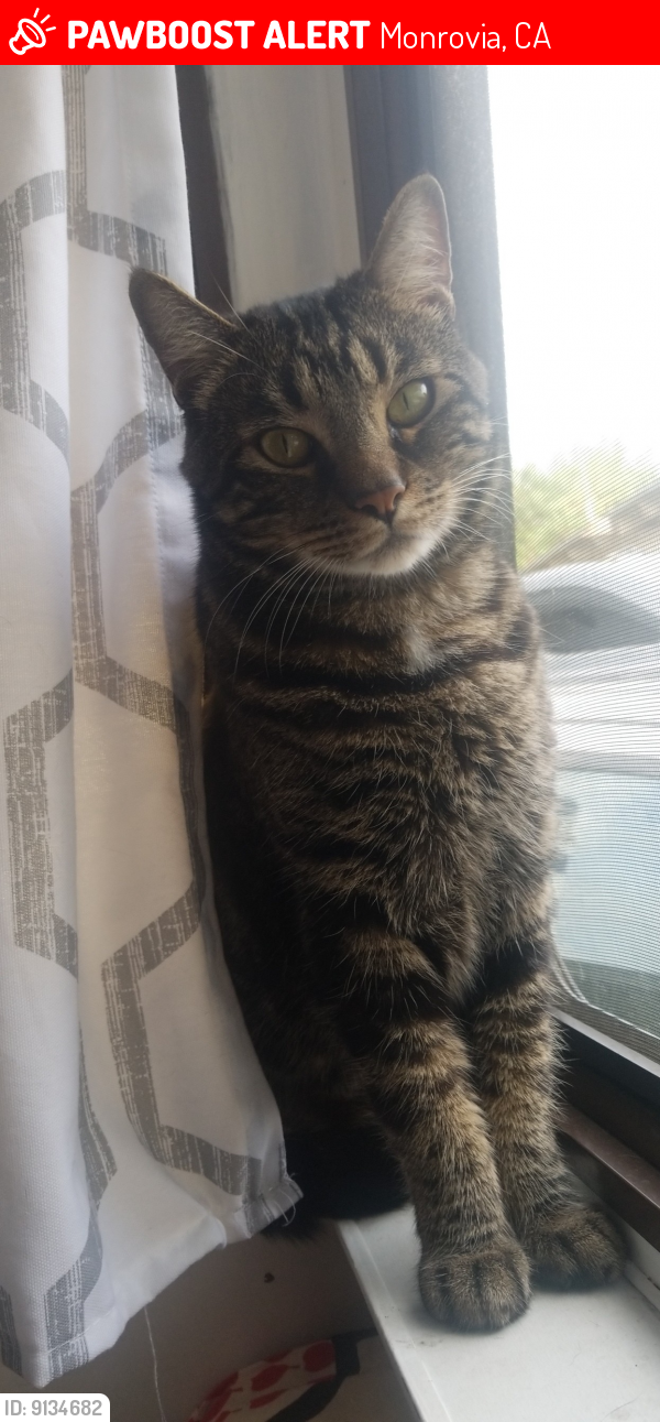 Lost Male Cat last seen E Foothill Blvd and Shamrock, Monrovia, CA 91016