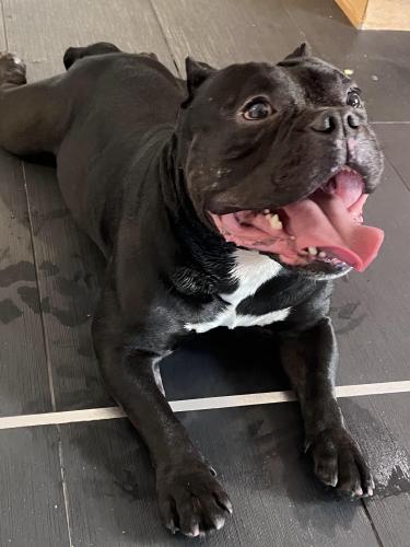 Found/Stray Male Dog last seen Armitage & Central Park , Chicago, IL 60647