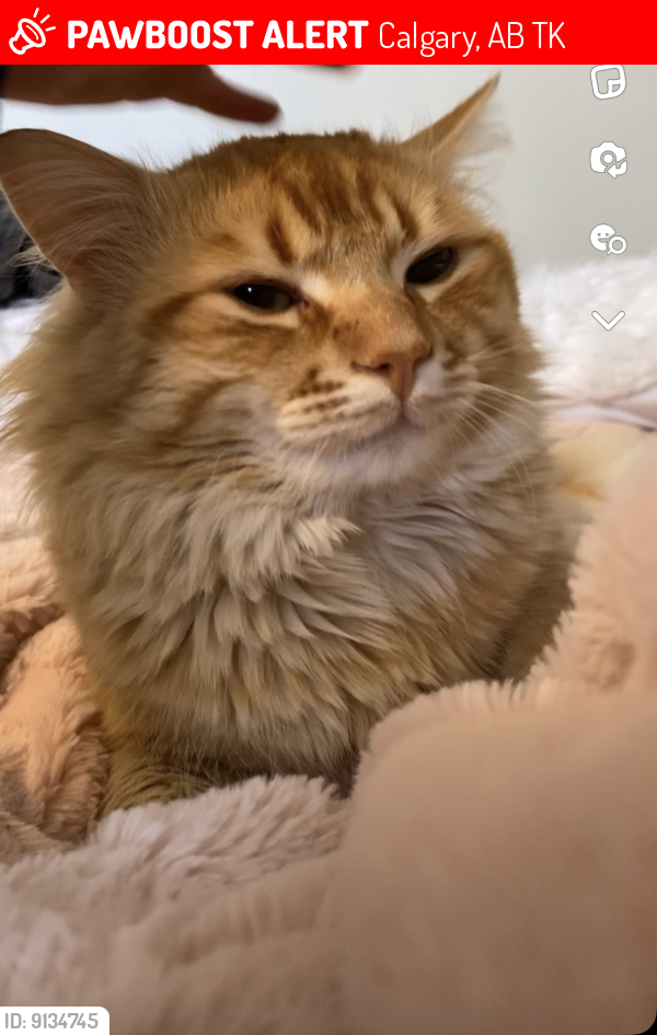 Lost Male Cat last seen Near SandStone community and beside NoseHill, Calgary, AB T3K