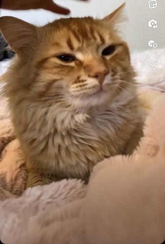 Lost Male Cat last seen Near SandStone community and beside NoseHill, Calgary, AB T3K